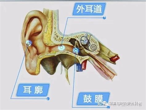 人的耳朵|耳的应用解剖与生理｜耳朵到底长什么样？（带视频： 